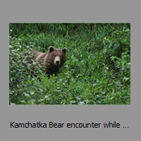 Kamchatka Bear encounter while hiking